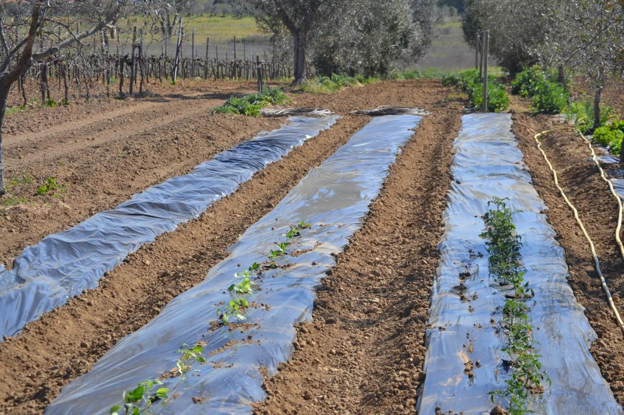 Agriturismo Il Laghetto Grosseto Kültér fotó